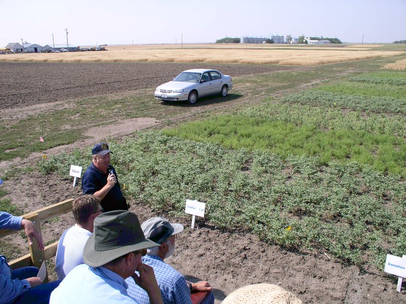 SDSU Conducts Weed Control Research in Pulse Crops.thmb